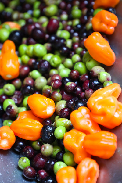 Habanero Olive Oil - 500 mL