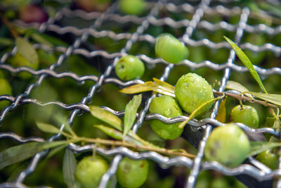 Olio Nuovo