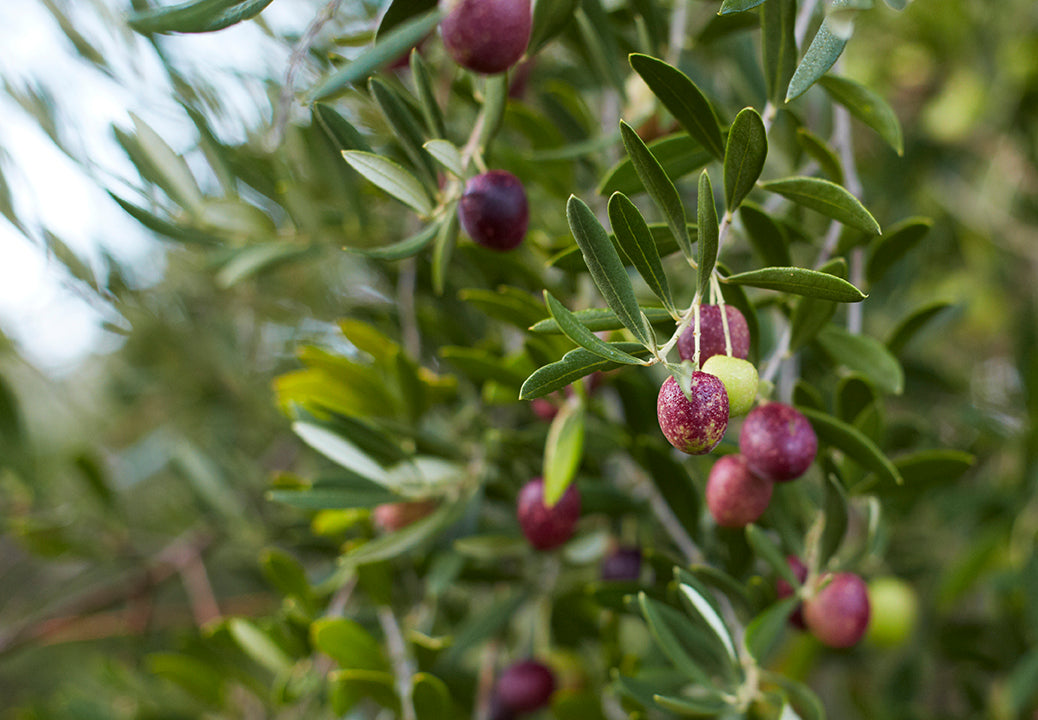 How Olives Are Grown in California: The Olive Growing Cycle from Tree to Harvest