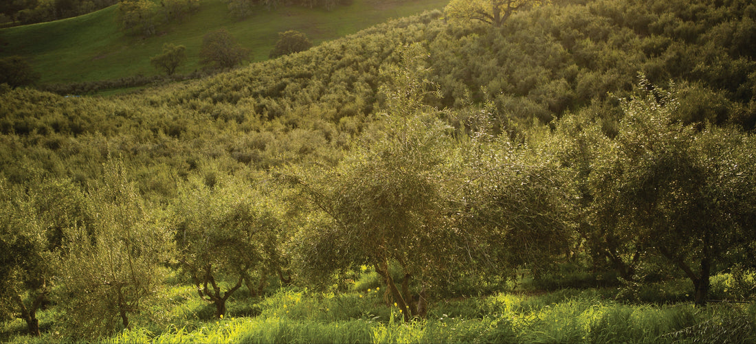 Why Paso Robles Produces Some of California's Finest Olive Oil