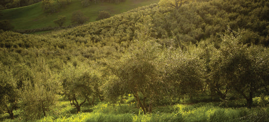 Why Paso Robles Produces Some of California's Finest Olive Oil
