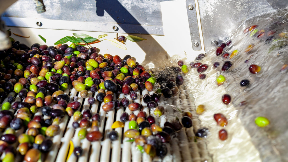 How Olive Oil Is Made: Inside the Extra Virgin Milling Process