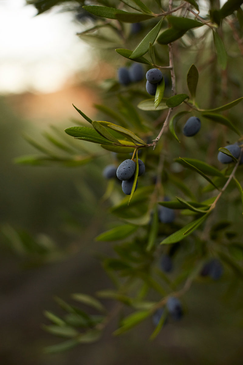 Olive tree branch with olives on a blurred natural background