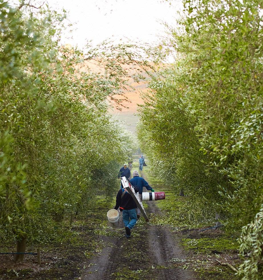 The California Olive Oil Harvest | Pasolivo | Single-Origin Farm