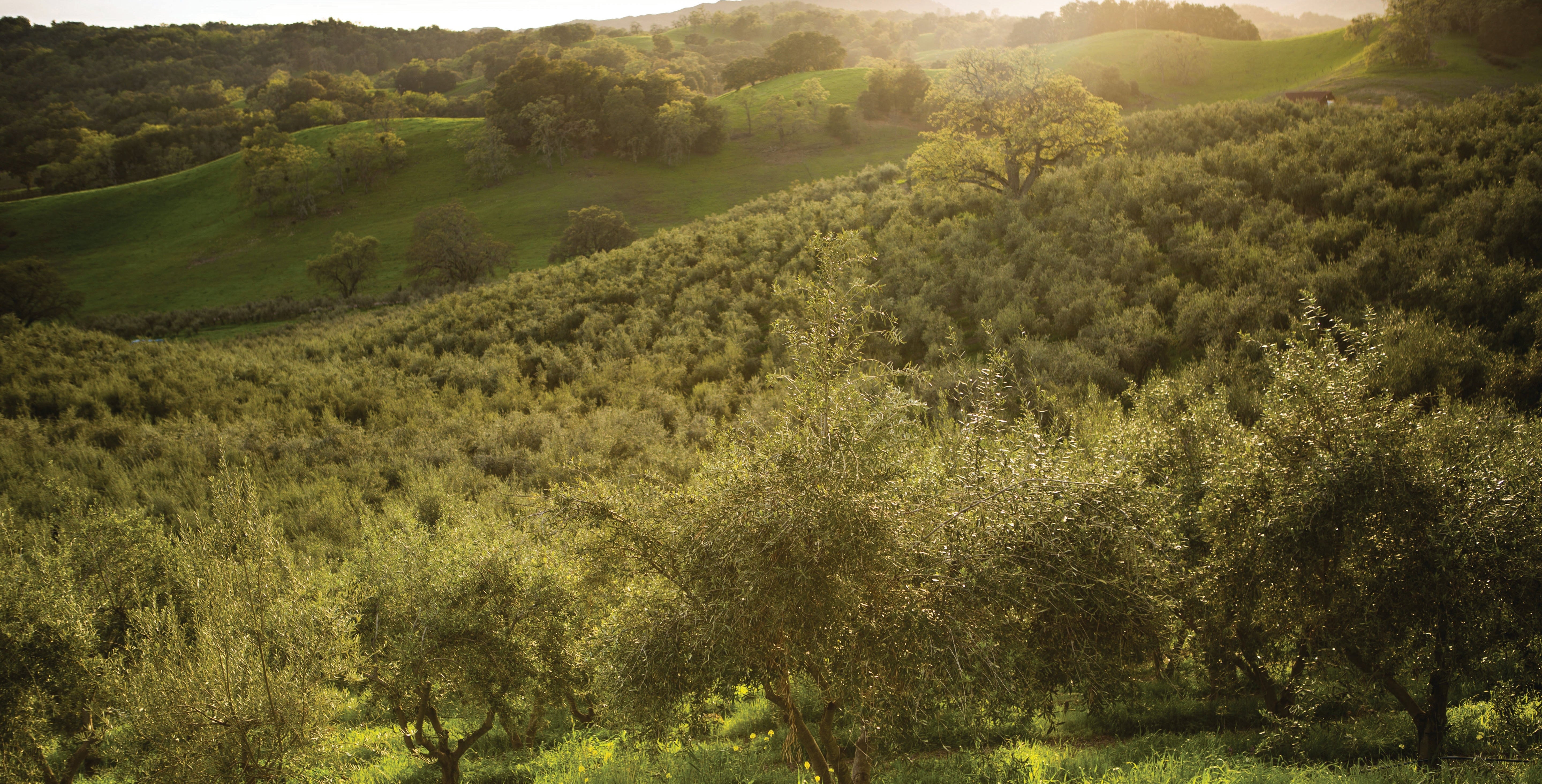 The California Olive Oil Harvest | Pasolivo | Single-Origin Farm