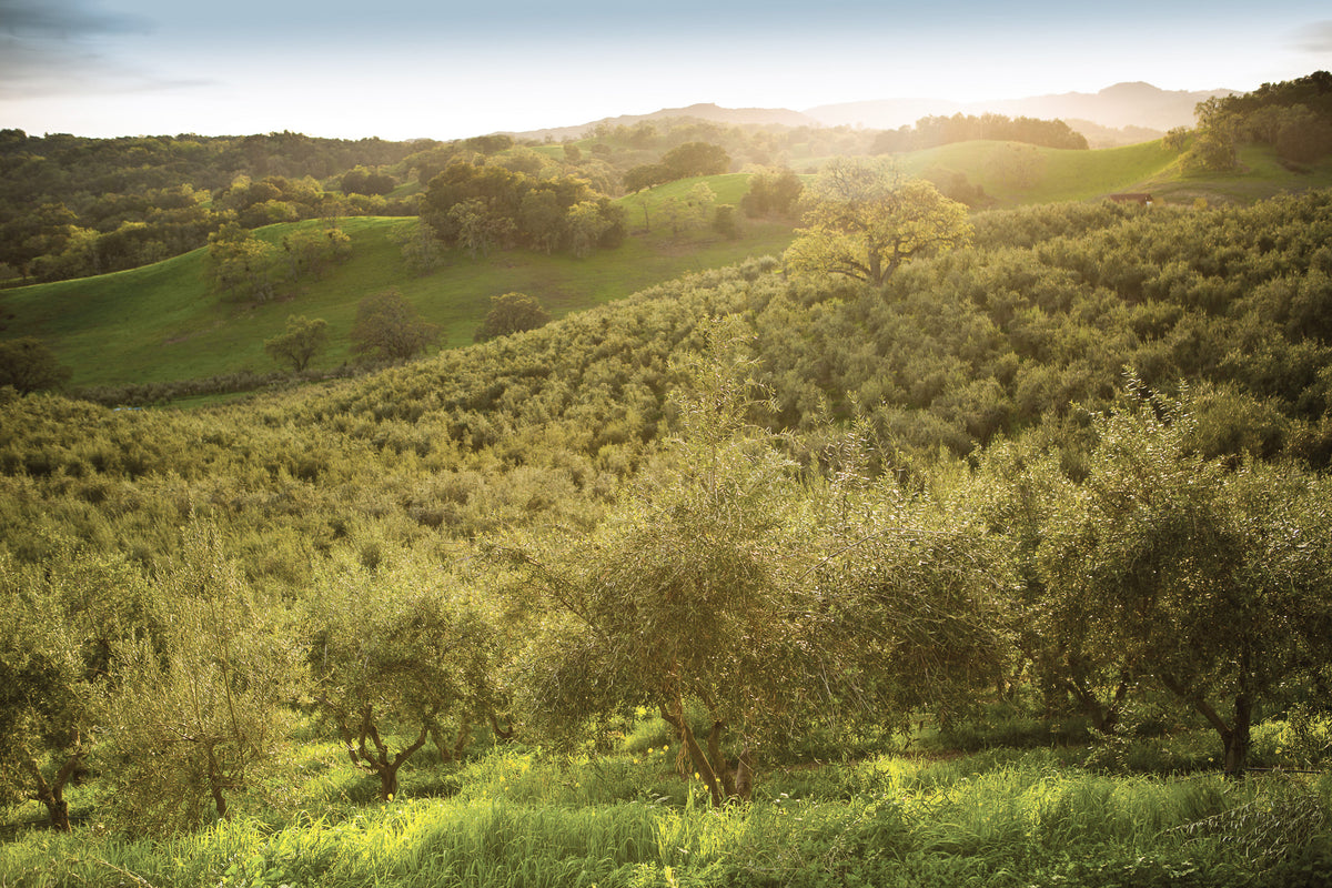 Pasolivo Paso Robles California Olive Orchard