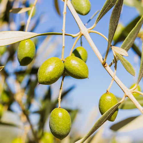 Picholine Olives